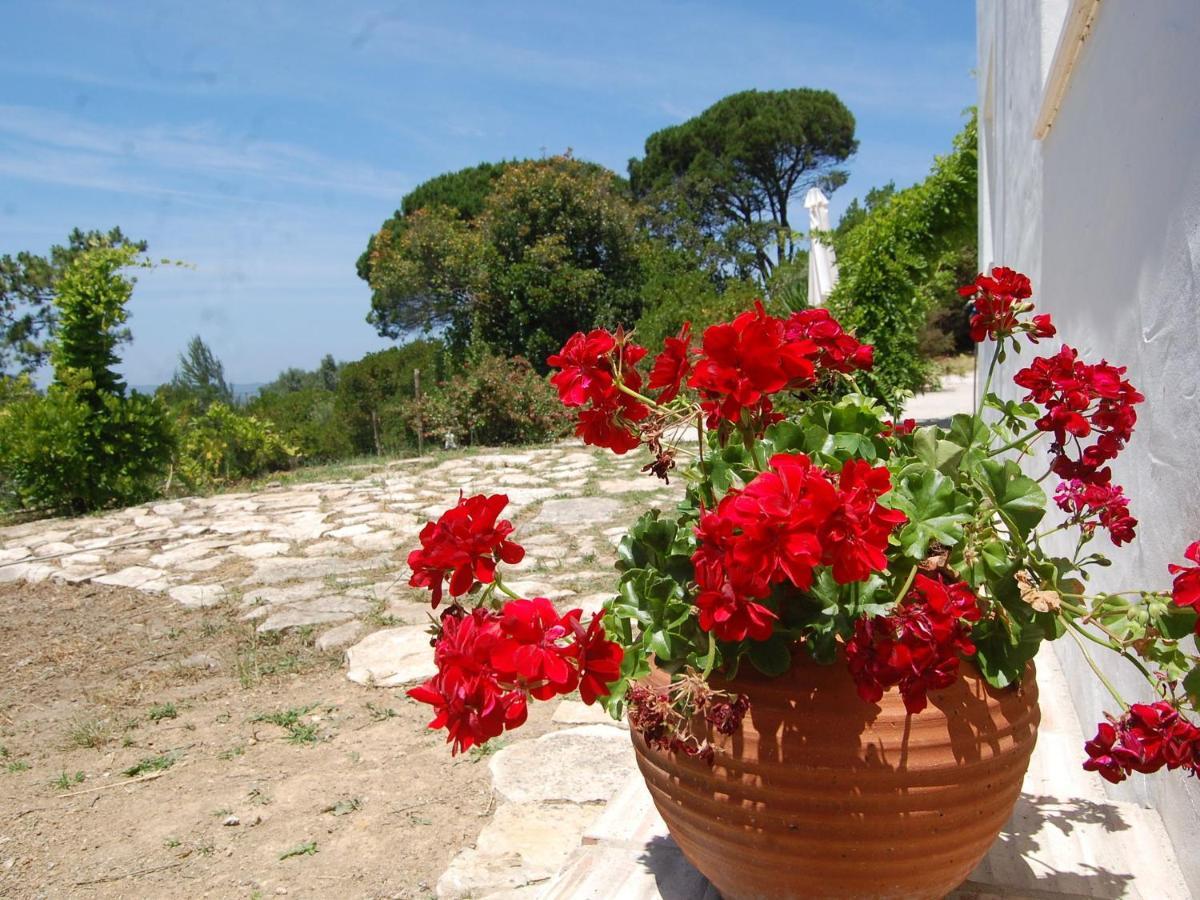 A Perfect Villa With Pool Terrace And Garden Alcobaça Εξωτερικό φωτογραφία